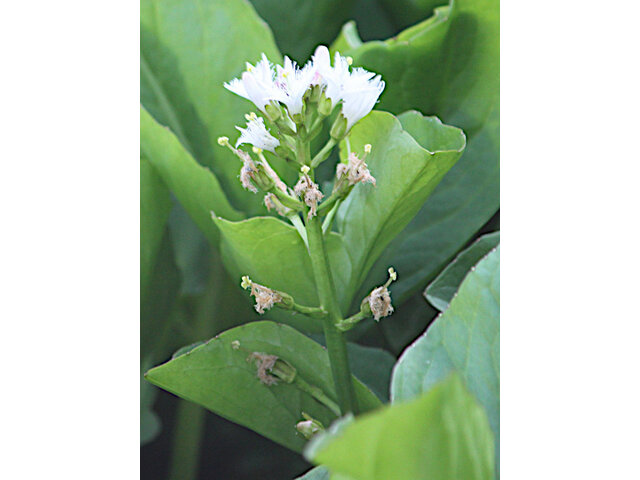 Menyanthes trifoliata