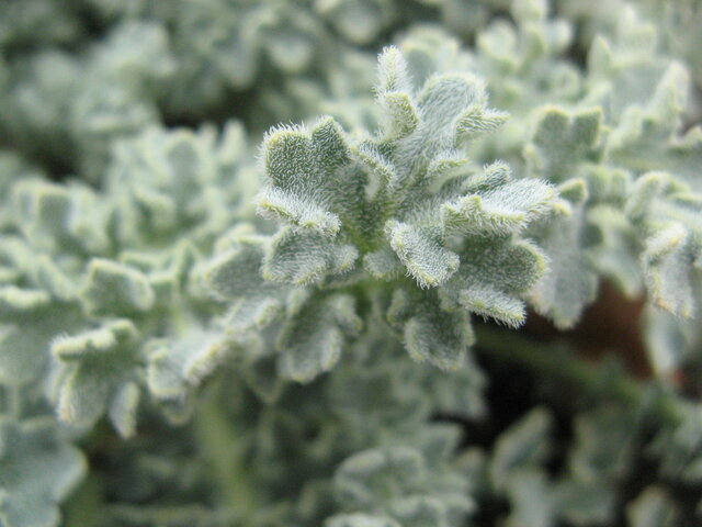 Horned poppy