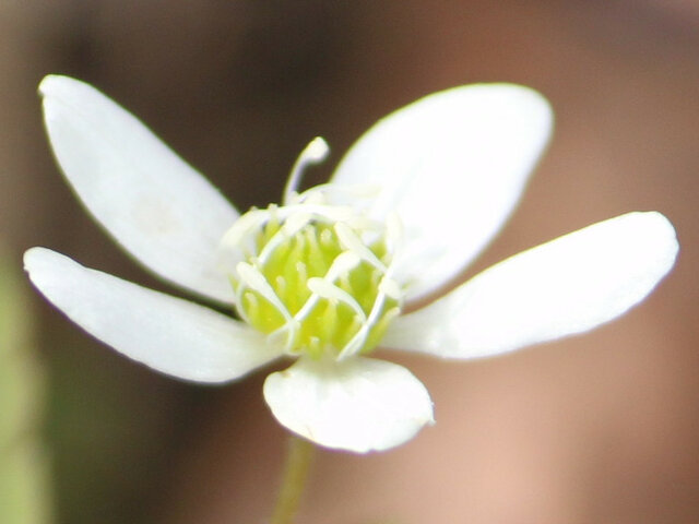 菊咲一華