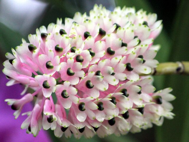 Dendrobium smirie 