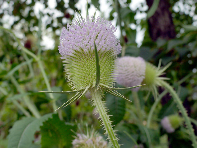 Dipsacus fullonum