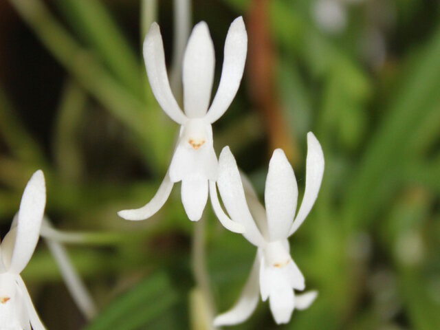 Vanda falcata