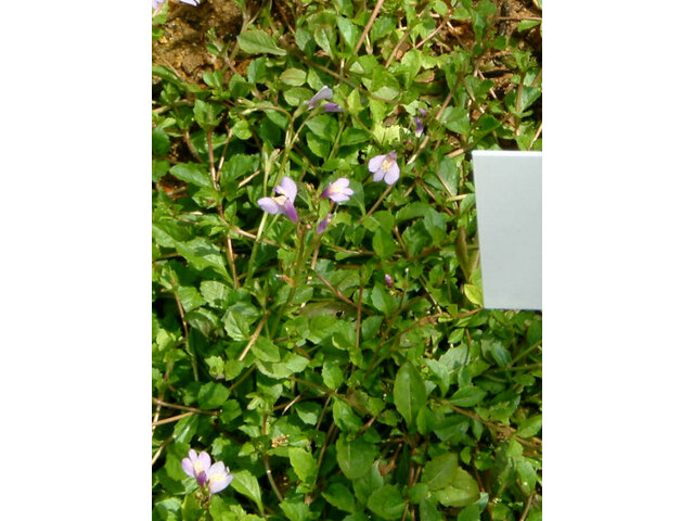 Mazus miquelii