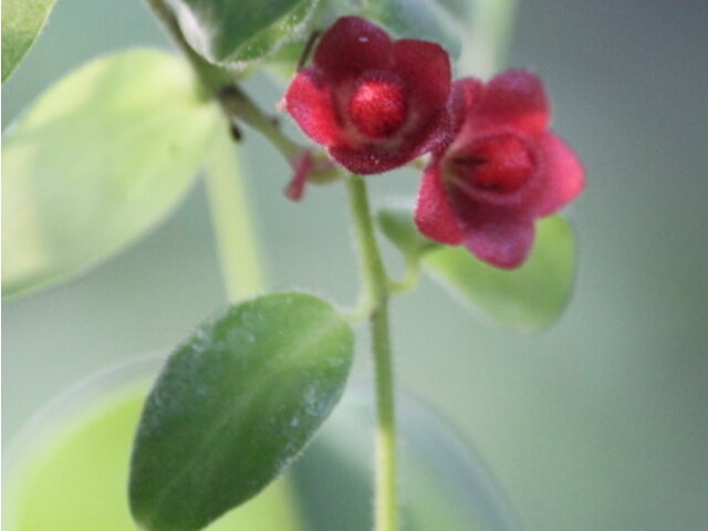 Aeschynanthus pulcher