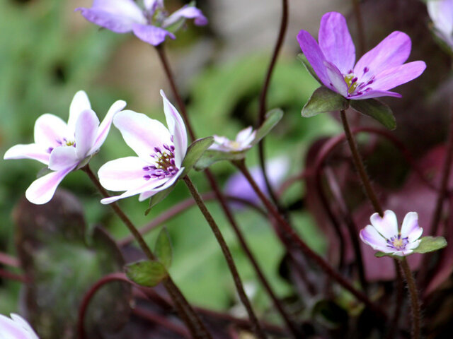 Hepatica nobilis var.japonica form.magna