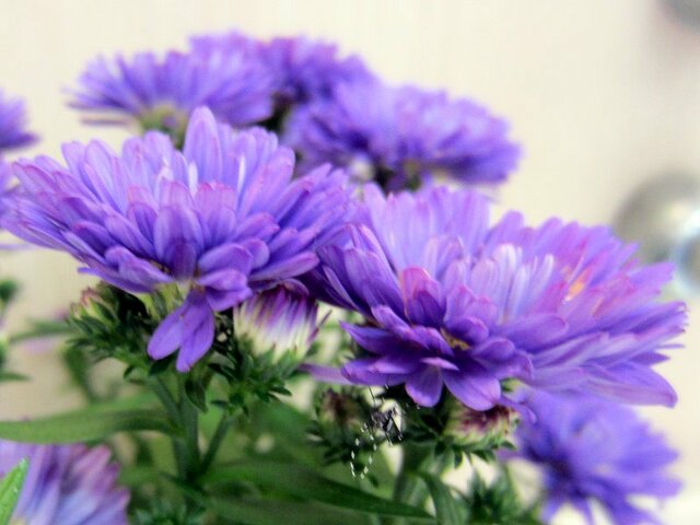 孔雀紫苑 Aster Hybrids 科技研花图画书