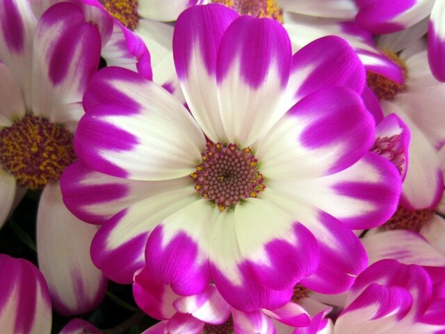 Florist's Cineraria