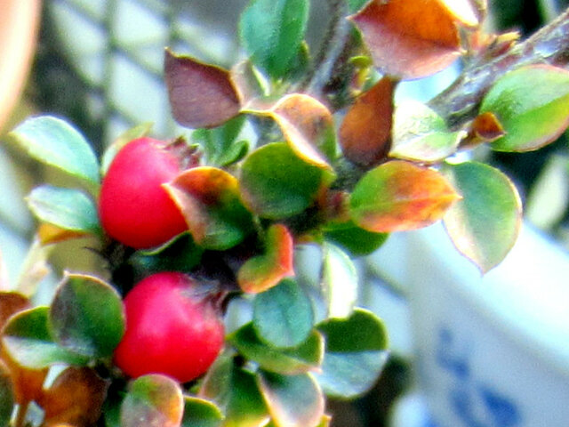 Rock cotoneaster