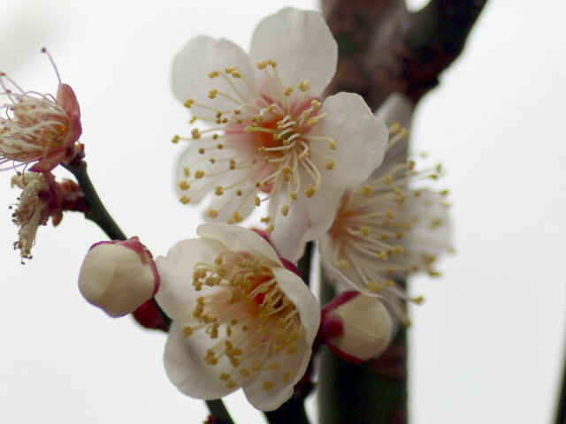 Prunus mume  'Hakutaka'