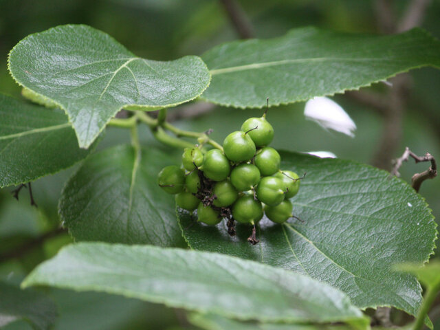 Euonymus sieboldianus