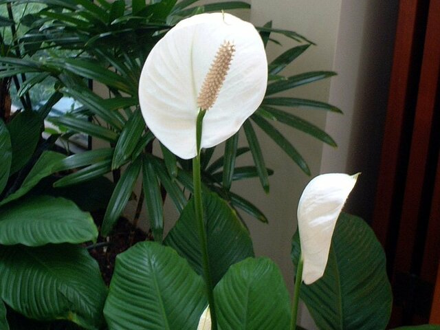 Spathiphyllum