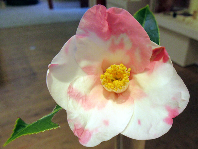 Camellia japonica