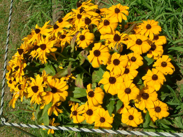  Rudbeckia