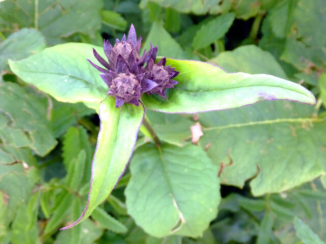 Saussurea sessiliflora