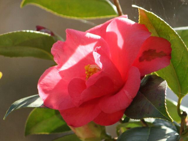 山茶 科技研花图画书