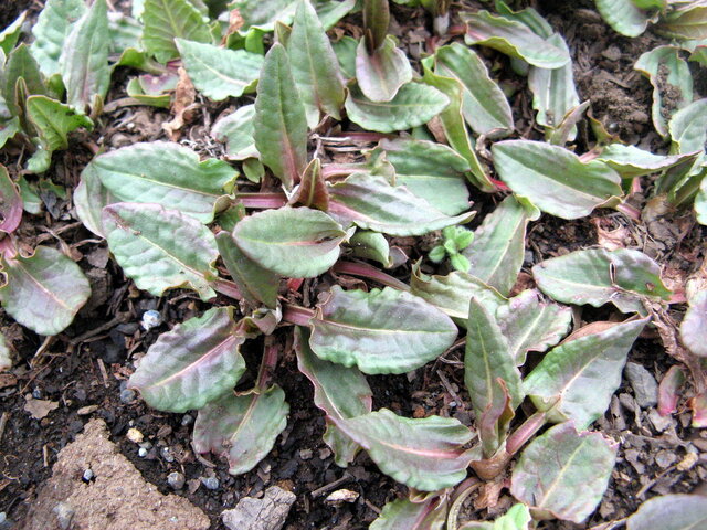 Rumex acetosa