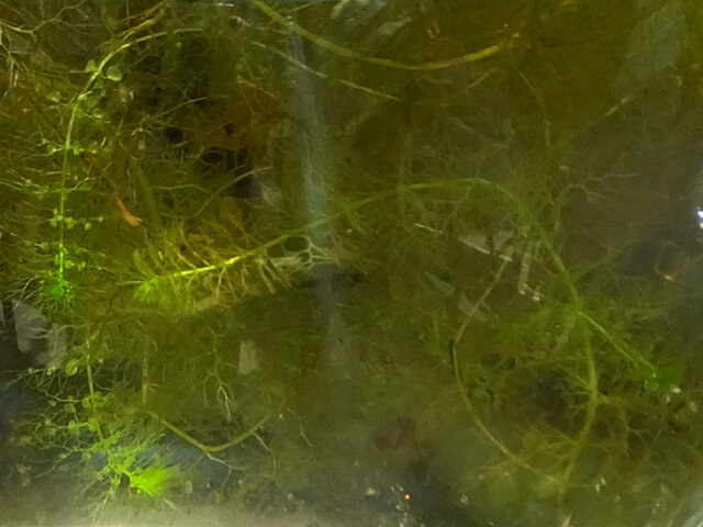 异枝狸藻