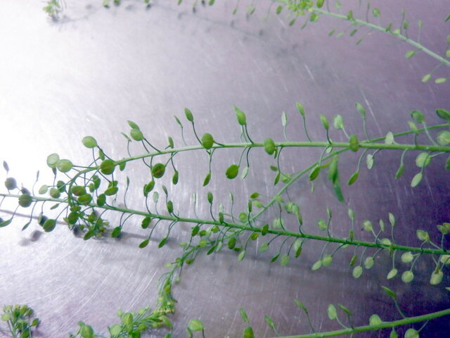 Capsella bursa-pastoris