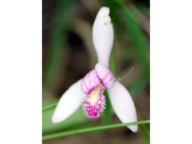 動物 鳥 花 トキソウ 朱鷺草 かぎけん花図鑑