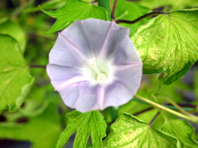 Changed morning glory 'Kichirimen tattaba tobirodaizaki '