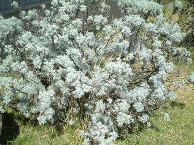 Maui wormwood