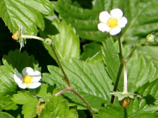 Wild Strawberry