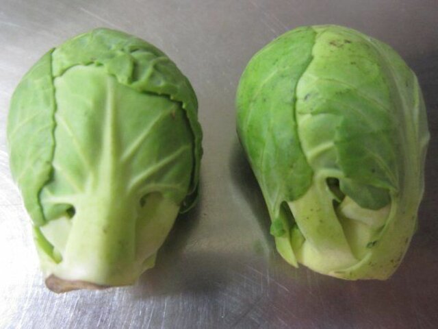 Cabbage