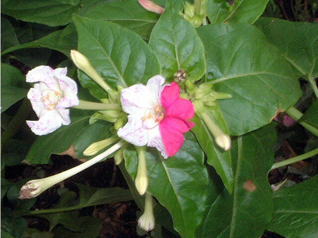 Mirabilis jalapa