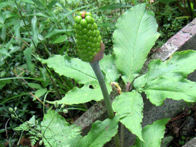 Jack in the pulpit