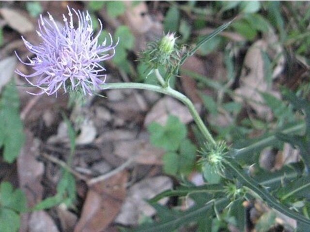 Cirsium incomptum