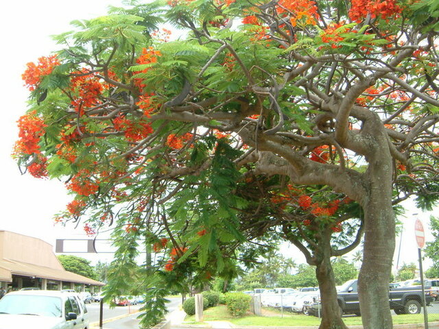 Royal Poinciana