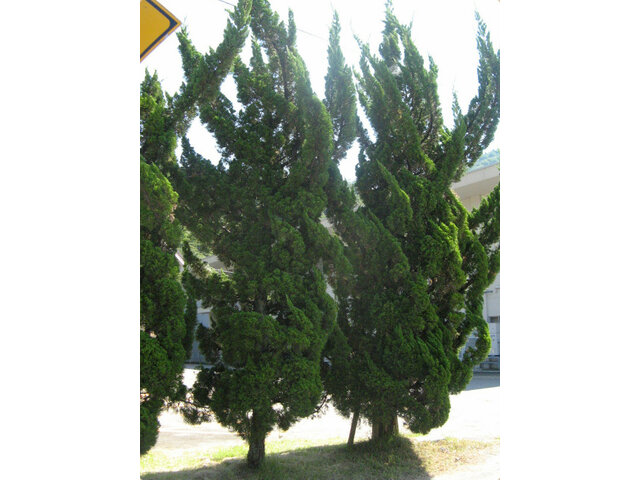 Cupressus sempervirens