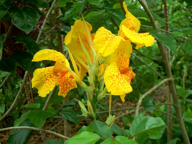 誕生花 8月13日 カンナ アキノキリンソウ かぎけん花図鑑