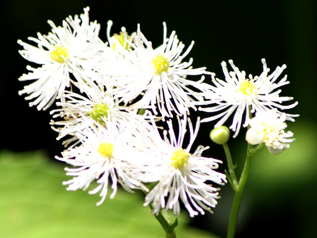 False bugbane | Trautvetteria caroliniensis var. | Flower Database