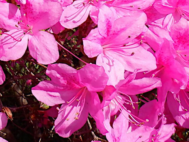 Rhododendron mikawanum