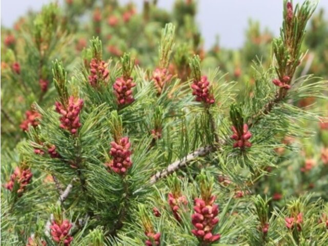 偃松 Pinus Pumila 科技研花图画书