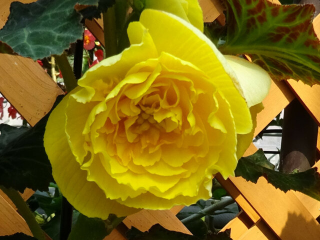  Begonia tuberhybrida 'Yellow roseform' 