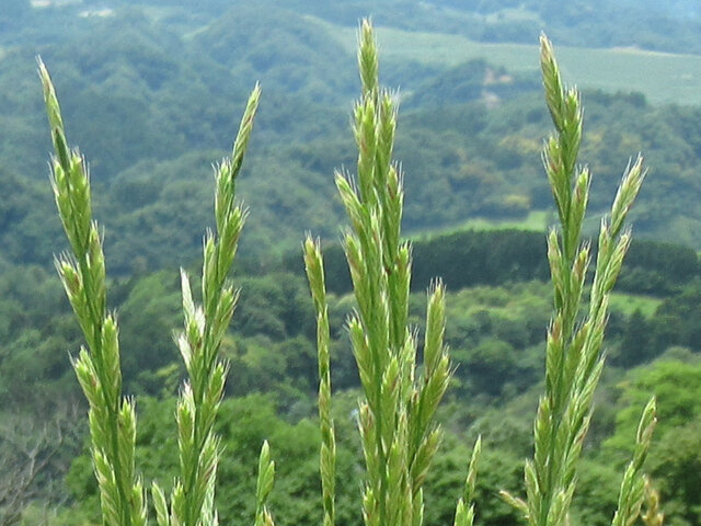 黑麥草