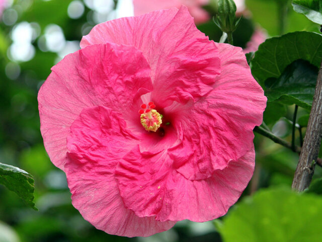 Hibiscus 