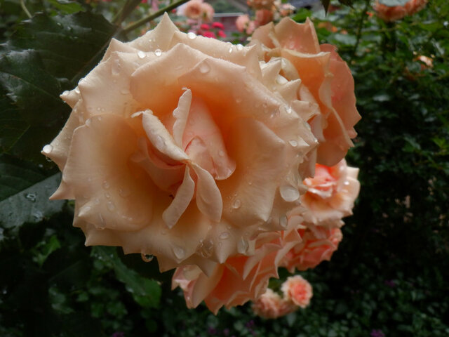 Rose 'Fragrant Apricot'