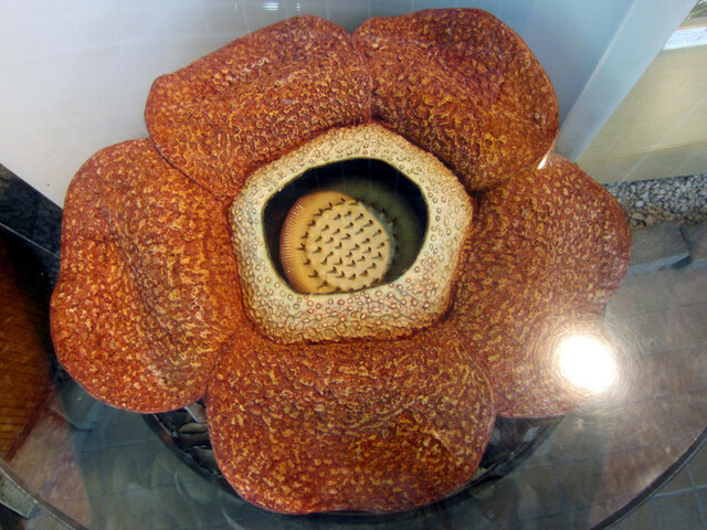 Rafflesia