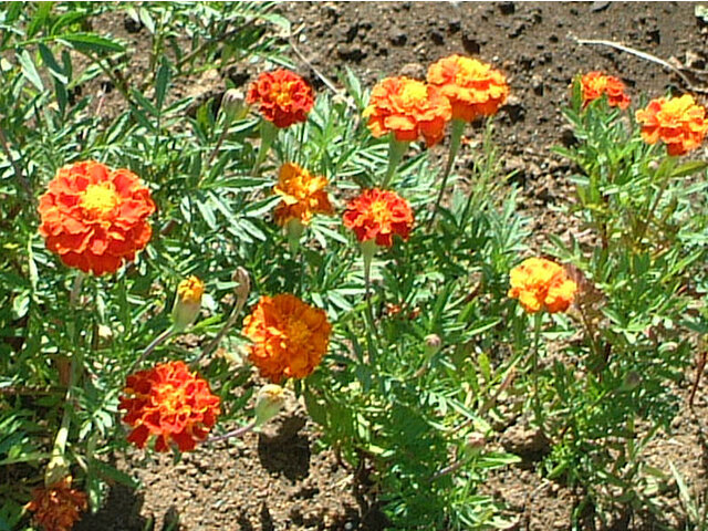 Helichrysum bracteatum