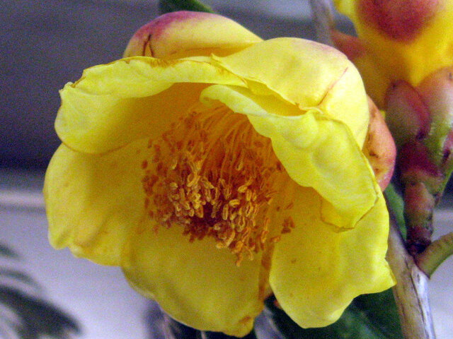 Camellia chrysantha