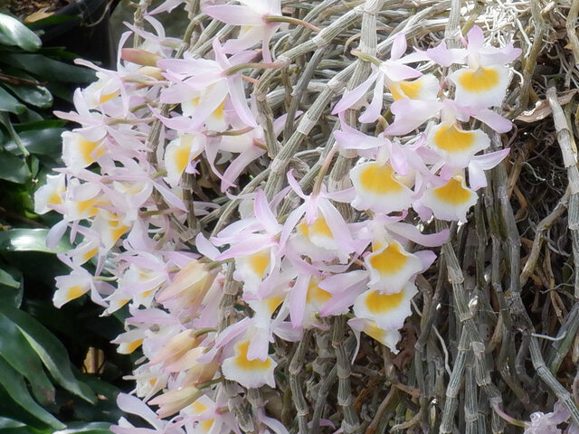 つく9 デンドロビウム ポリアンサム（Dendrobium polyanthum）