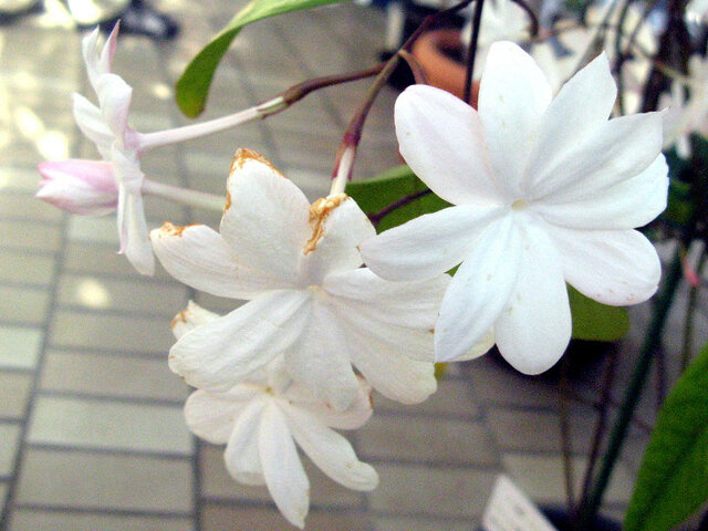 Royal jasmine