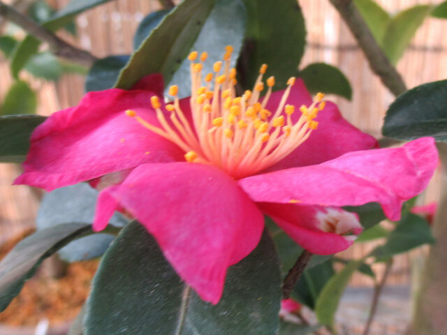 Camellia sasanqua 'Shichihouden'
