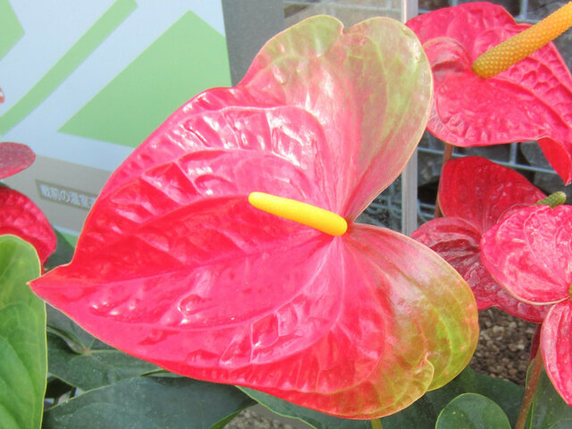 Anthurium