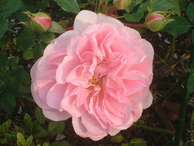 Rose (Rosa 'Jennifer') in the Roses Database 