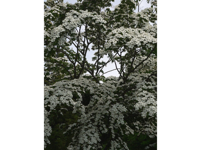 Japanese Flowering Dogwood