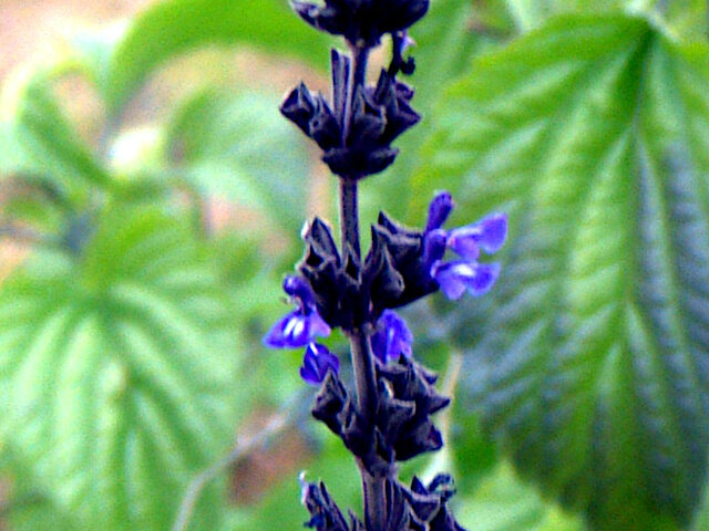 Lavender Sage